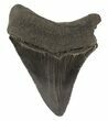 Serrated, Fossil Megalodon Tooth - South Carolina #51012-2